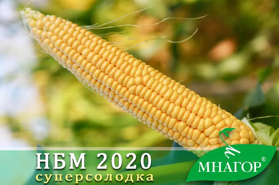 Продажа  Насіння кукурудзи цукрової НБМ 2020 F1, (середньостиглий, 75 - 78 днів) 50 насінин